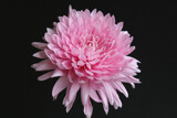 Pretty In Pink by jerseygurl, photography->flowers gallery