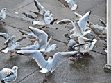 Feeding Frenzy by Ramad, photography->birds gallery