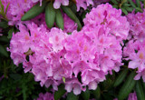 Pale Pink Rhododendron by moongirl, Photography->Flowers gallery