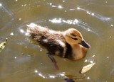 Duckling by Flyght, photography->animals gallery