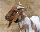 The Macho (3) by Ramad, Photography->Animals gallery