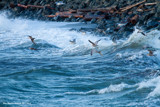Gulls by doughlas, photography->birds gallery