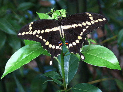 Click here to view at full resolution.