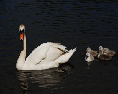 Click here to view at full resolution.