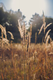 Backlit Grass by Pistos, photography->nature gallery