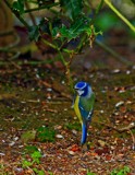 Male pole dancer by biffobear, photography->birds gallery