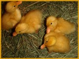New Duck's by ohpampered1, Photography->Birds gallery