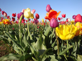 Multicolored Tulip Field by auroraobers, Photography->Flowers gallery