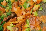 Fallen Leaves by Beatles_fan527, Photography->Nature gallery
