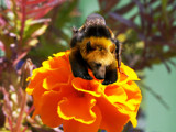 Bumblebear by Junglegeorge, Photography->Manipulation gallery