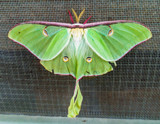 Lunar Moth by Pistos, photography->butterflies gallery