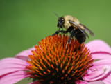 Ready For Take Off by vangoughs, photography->insects/spiders gallery