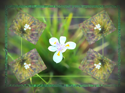 Click here to view at full resolution.