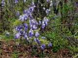 Wiisteria Up Close by bhaughton, Photography->Flowers gallery