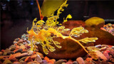 Leafy Sea dragon by Texan1968, photography->underwater gallery