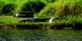 Alligators all around. by GomekFlorida, photography->reptiles/amphibians gallery
