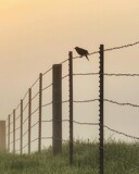 Lonely by Starglow, photography->birds gallery