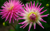 Colorful Stars of Earth's floor by SRHampton, Photography->Flowers gallery