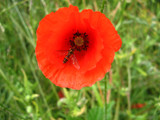 A   Poppy And Friend by Novice, Photography->General gallery