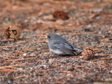 MySeed by gpadgham, Photography->Birds gallery