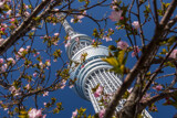 SkyTree in spring by jasondennett00, photography->city gallery