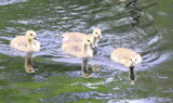 Goslings by Tomeast, photography->birds gallery