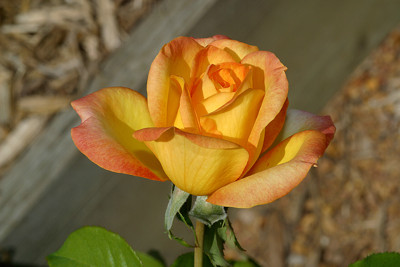 Click here to view at full resolution.