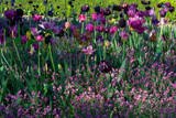 Tulips and Friends by Ramad, photography->flowers gallery