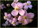 Clematis by LynEve, photography->flowers gallery