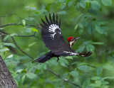 Pileated takes flight.. by nanadoo, photography->birds gallery