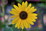 Sunflower Season by rprata, Photography->Flowers gallery