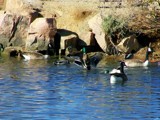 Clear for Landing by kidder, Photography->Birds gallery