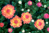 Another New One by trixxie17, photography->flowers gallery