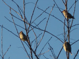 Blue Bird Sky by Bahai, Photography->Animals gallery