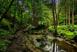 The Path by biffobear, photography->landscape gallery