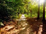 Forest by annie100, Photography->Landscape gallery