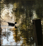 Early Morning Swim by amishy, Photography->Birds gallery