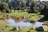 Horses by the pond by elektronist, photography->animals gallery