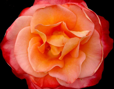 Click here to view at full resolution.