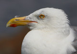 Profile of a Herring Gull by legster69, Photography->Birds gallery