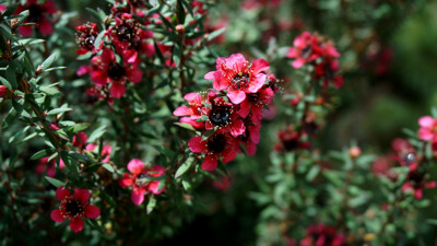 Click here to view at full resolution.