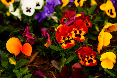 Click here to view at full resolution.