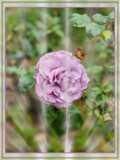 Blushing Lavender Grandiflora Rose by Flmngseabass, photography->flowers gallery