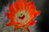 Cactus flower by CLWP0409, Photography->Flowers gallery