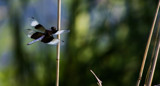 Dragonfly by Pistos, photography->insects/spiders gallery