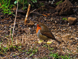 The Fat Lad by biffobear, photography->birds gallery