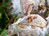 Ready for a ride! by BossCamper, photography->insects/spiders gallery