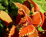 Fall Coleus by trixxie17, photography->nature gallery