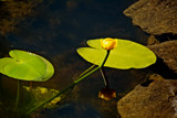 Simple reflection by Ramad, photography->flowers gallery