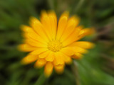 Flower by rvdb, photography->manipulation gallery